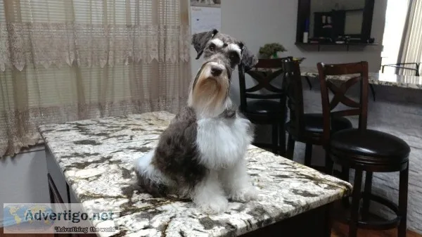 Miniature Schnauzers litter