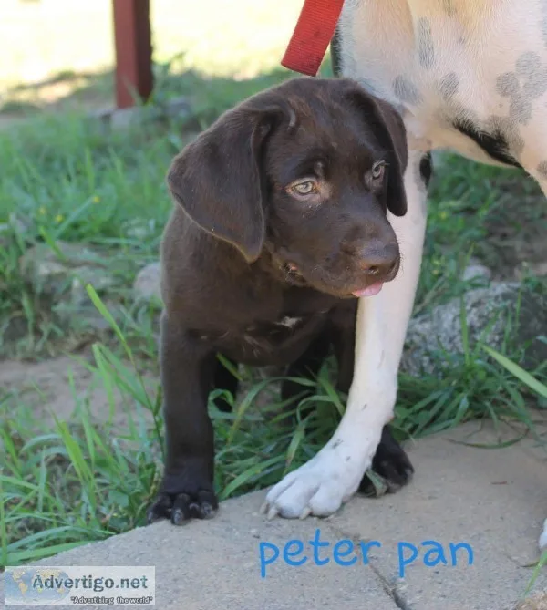 Akc chocolate lab male ready now