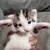 Turkish Van Kittens
