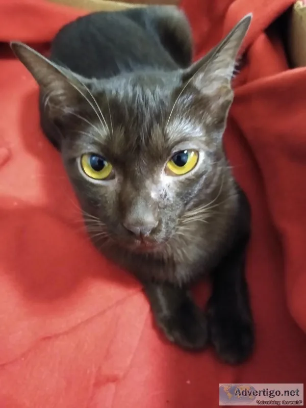 Rare Hypoallergenic