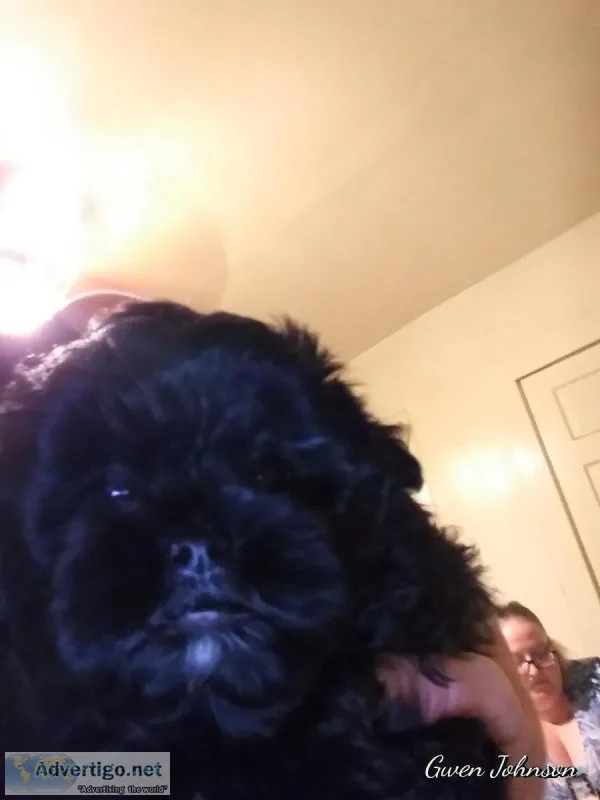 Shih poo
