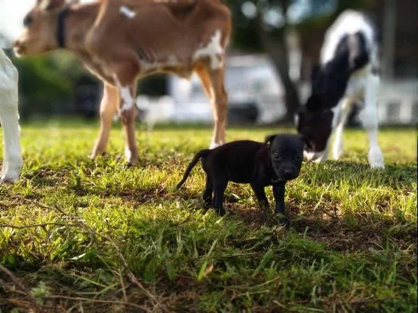 Adorable chihuahua jack russell puppies