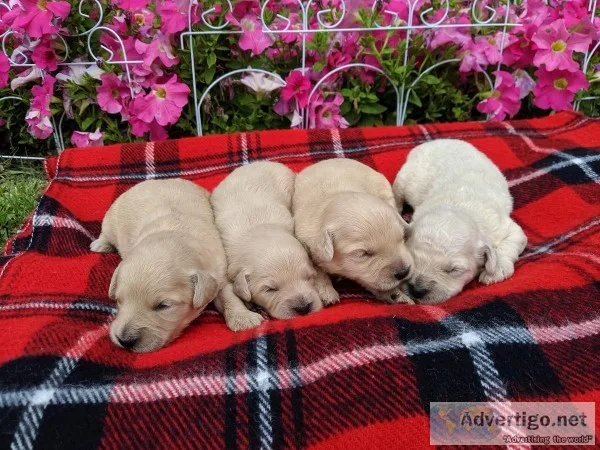 Goldendoodle F2B Mini Puppies
