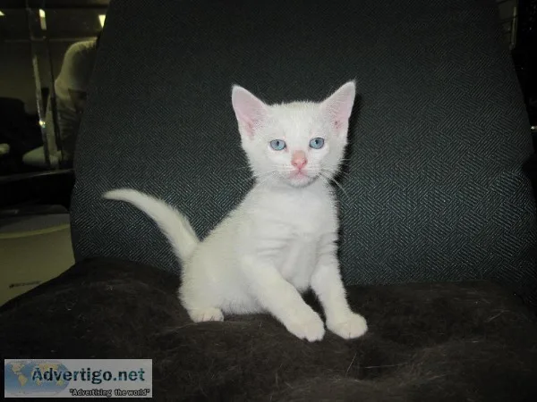 Kitten