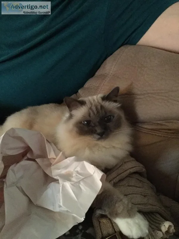 Purebred Birman Cat