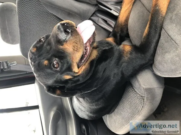 Adorable lovable Rottweiler