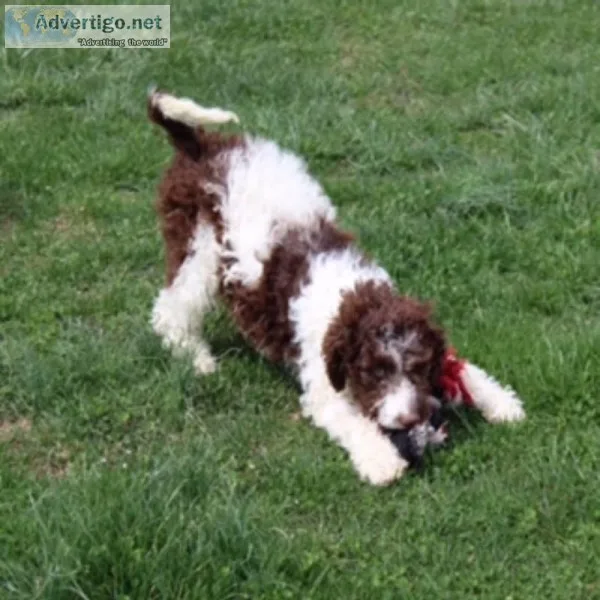 Lucky Male F1B Labradoodle