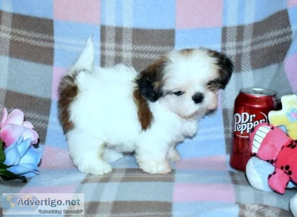 Shih Tzu Puppies - Champion Bloodlines