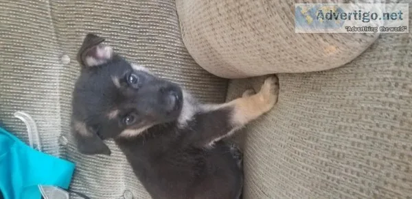 German Shepherd puppies.