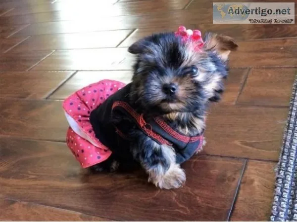 Micro Teacup Yorkie Puppies available