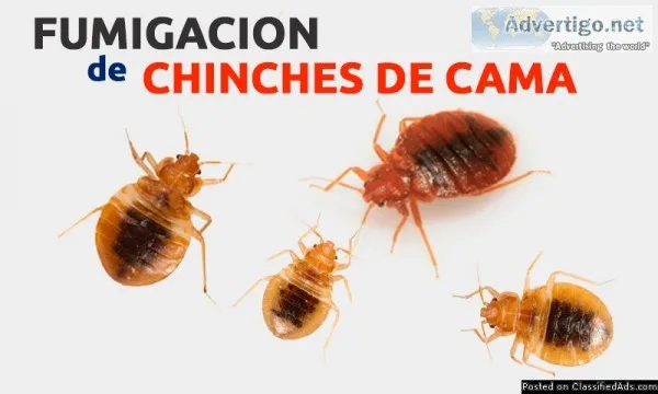 &quotEXTERMINADOR DE CHINCHE&quot  NY 1-800-398-6359