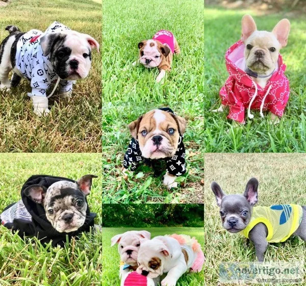 Puppies