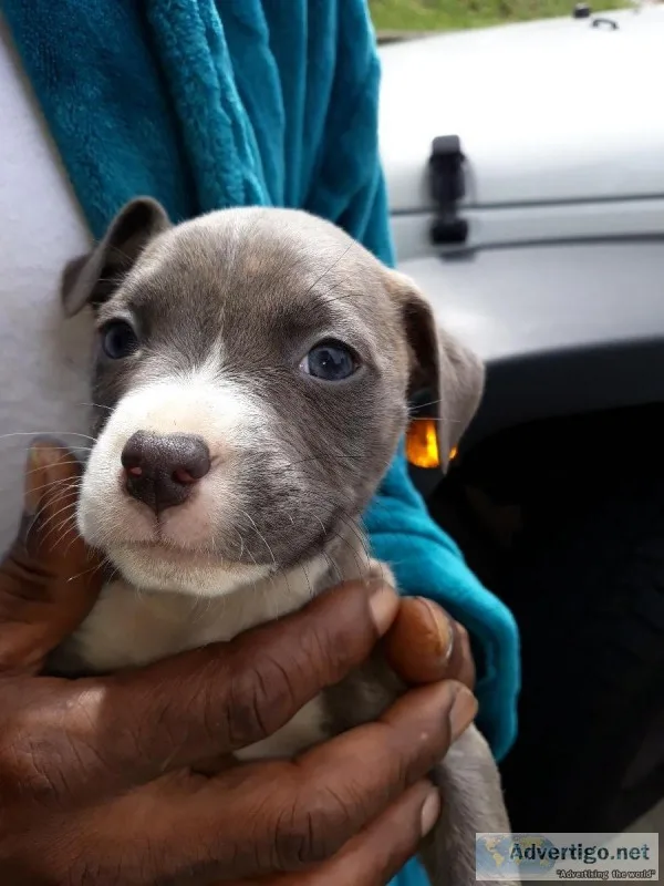 PITMASTIFFS PUPPIES FOR SALE (blue)