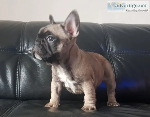 There are a ton of frenchies available