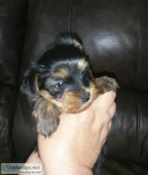 Toy Yorkie Male.