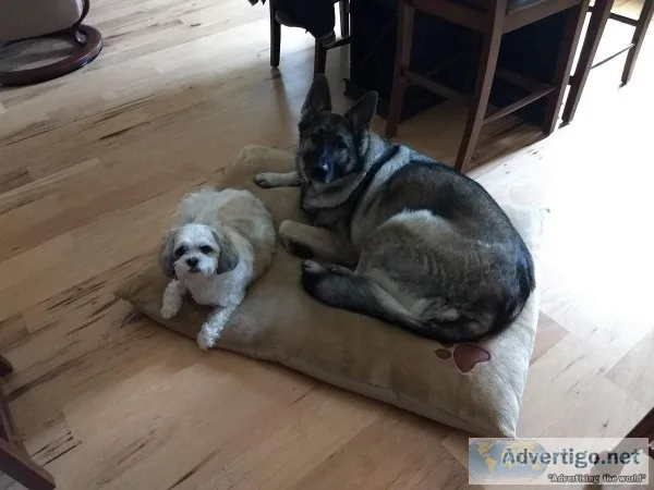Free German Shepherd