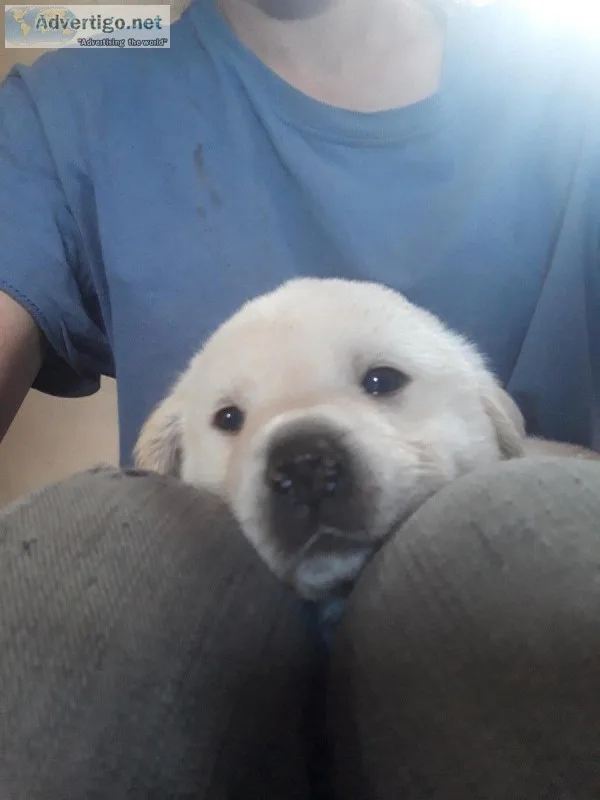 Great Pyrenees and lab mixed puppies
