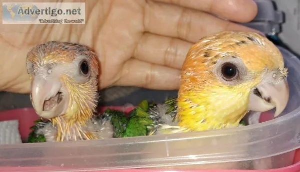 White Bellied Caique babies 2 left