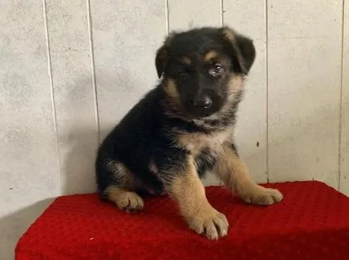 Mavelouse German Shepherd Dog Puppies For Sale