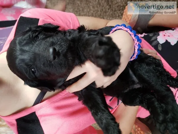 Labradoodles puppies