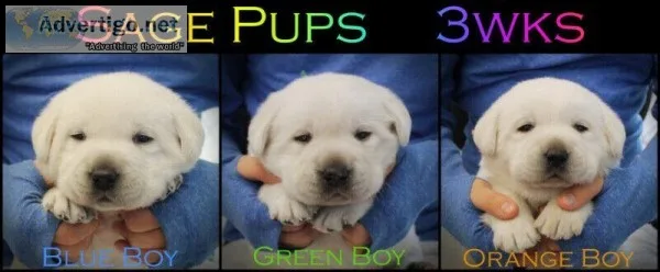 White Lab Pups