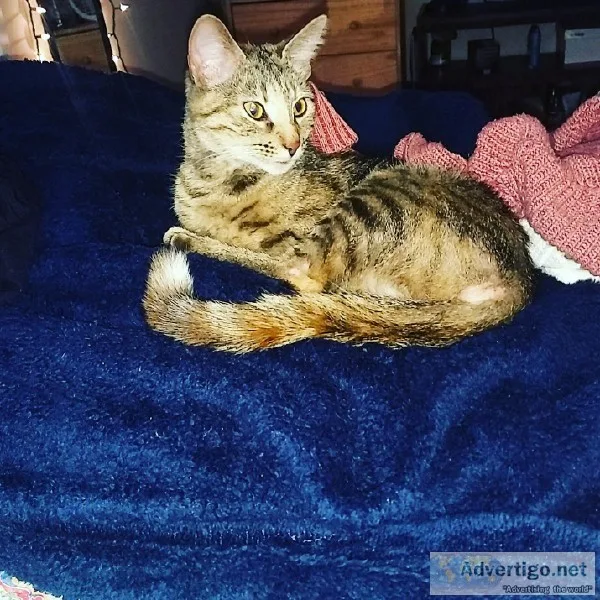 Re-homing cat