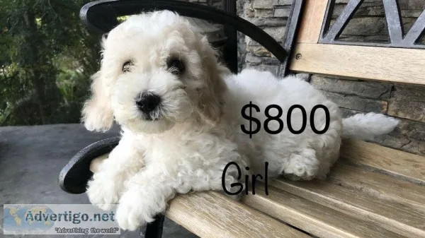 Bichon Bichon Frise MALE and FEMALE