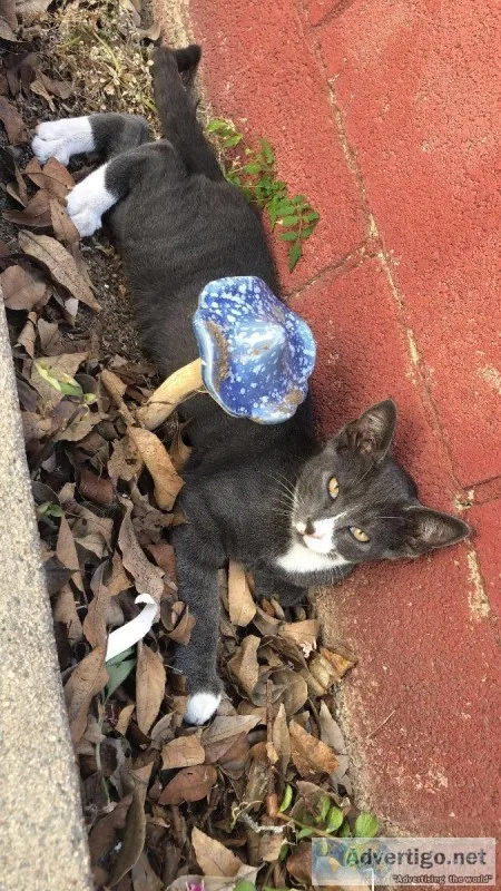 Bugs the cat  needs a good home