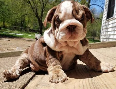 English Bulldog Puppies Ready For Sale