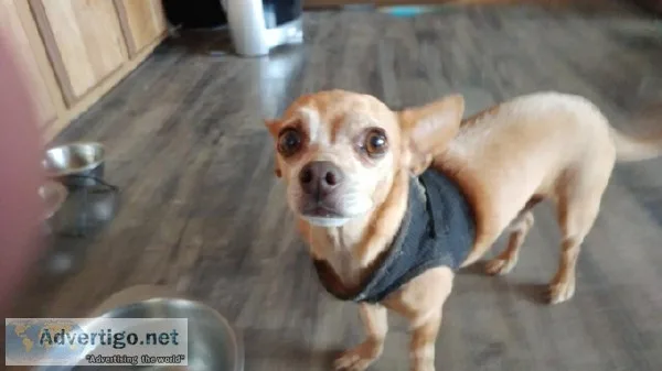 A cute chihuahua