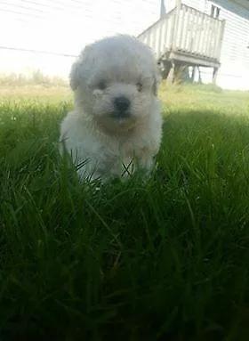 TOY POODLE PUPPIES