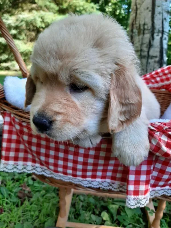 3 Golden Retriever Pups all Female