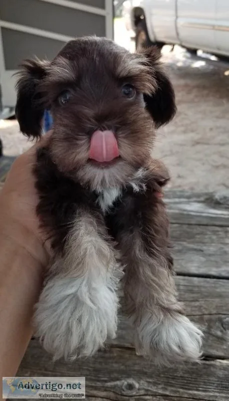 Little Miniature Schnauzer Puppies For Sale