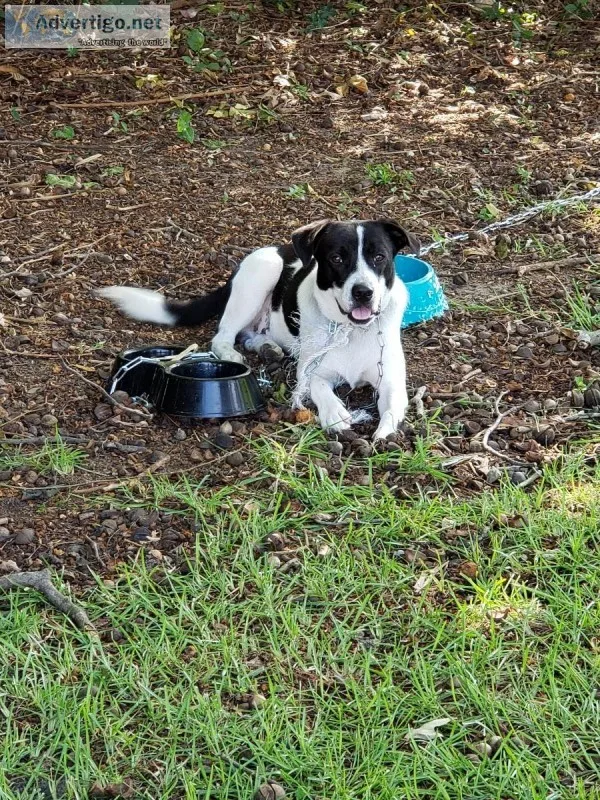 Dog to loving home