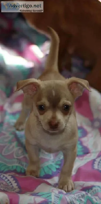 Adorable Chihuahua