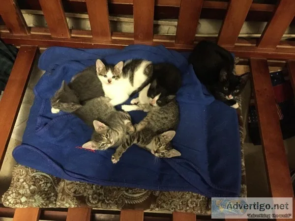 Free kittens