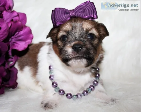 Shorkie Tzu Puppies in Arizona