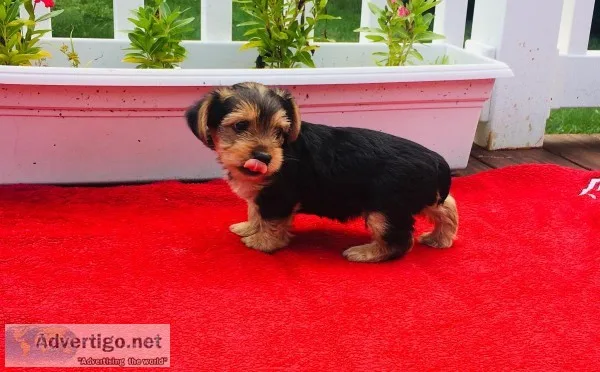 Yorkie Terrier