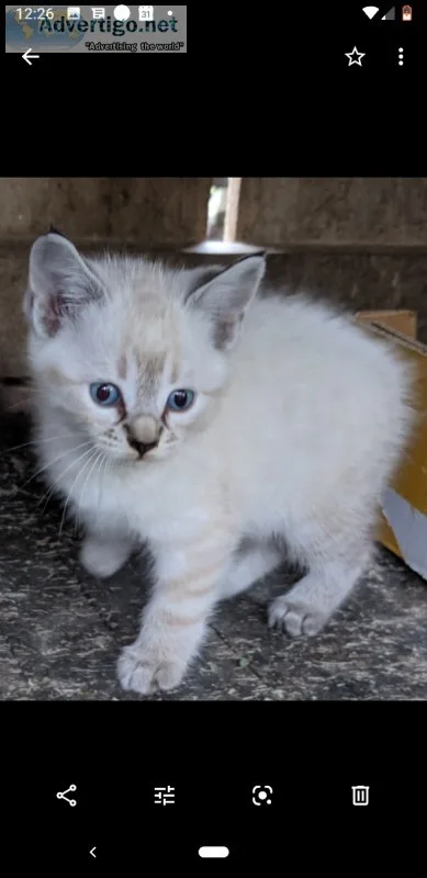 Part Siamese kittens