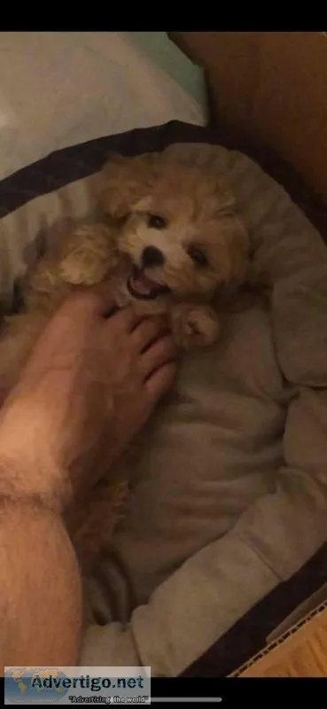 WhiteTan Maltipoo