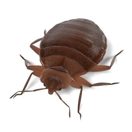 Bed Bug Eradication Service in Bootle  Youngs Pest Control
