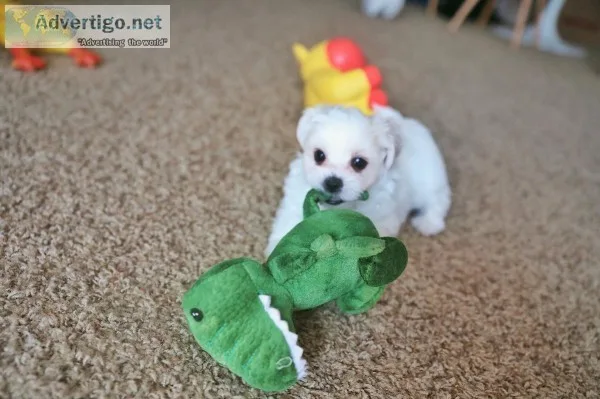 Adorable Maltese puppy for sale