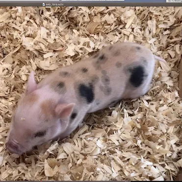 Juliana mini pigs