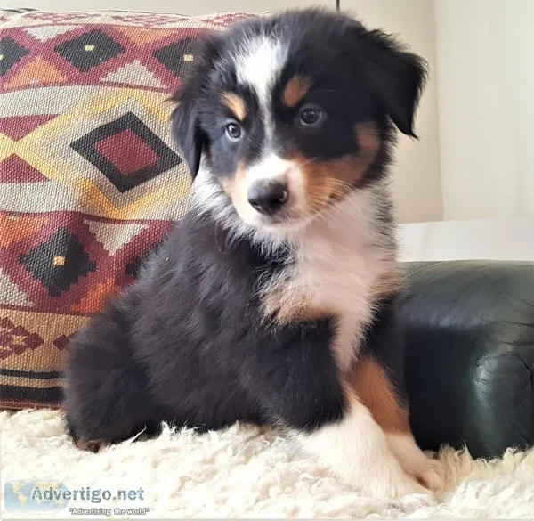 ASCA Registered Australian Shepherds