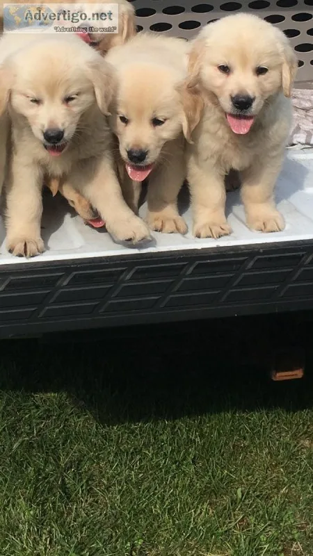 Akc cream golden retriever puppies