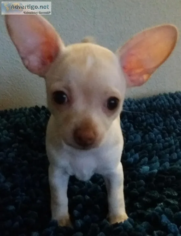 Chihuahua CKC registered Puppies