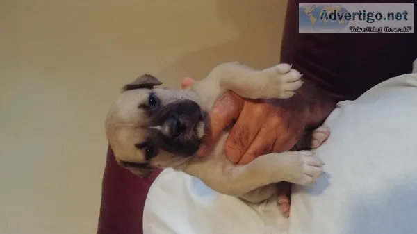 American Bull Dog Pups