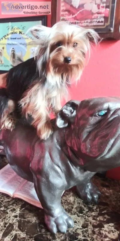 6 month old female Yorkie teacup