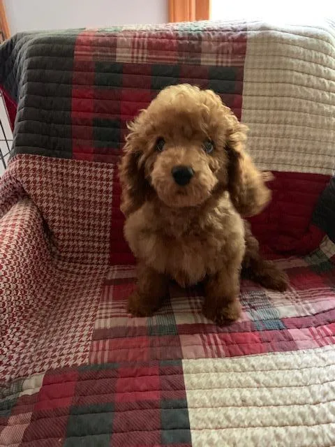 RED female poodle puppy