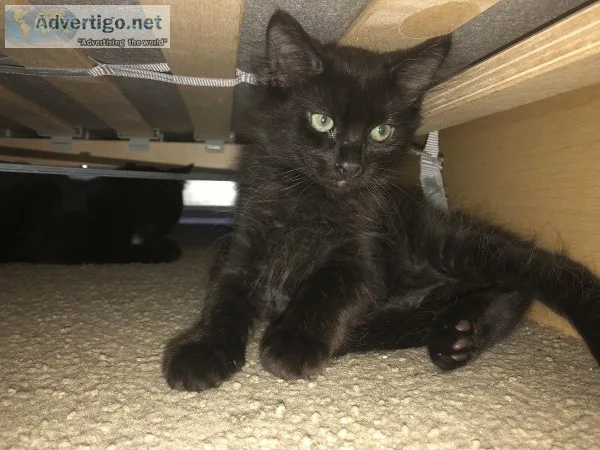 Free kittens